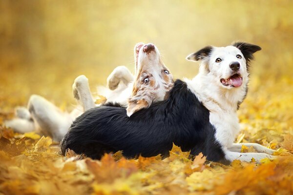 Two dog friends background leaves