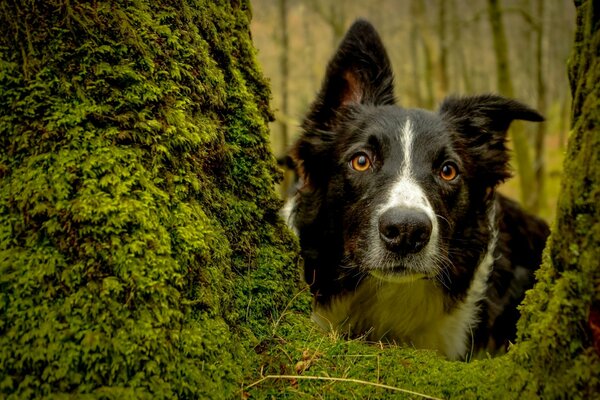 Border Collie Portrait im moosigen Wald