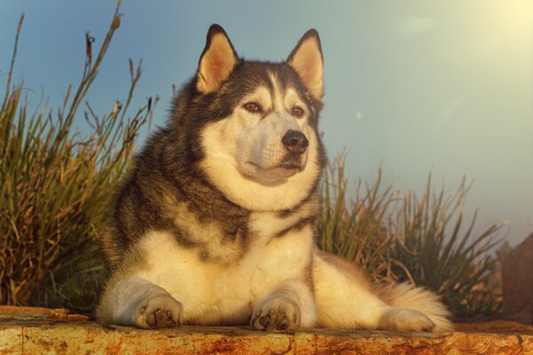 Husky Hund in der Natur auf dem Hintergrund von Gras und Himmel