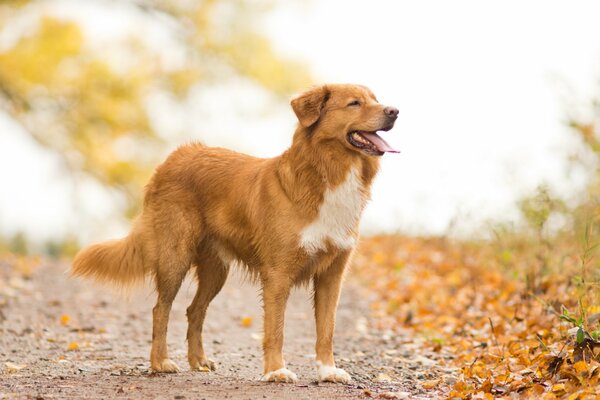 Autumn walk with the dog