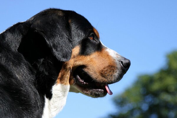 Der schöne Berner Sennenhund. Schäferhund