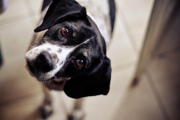 Cane divertente sguardo del cane