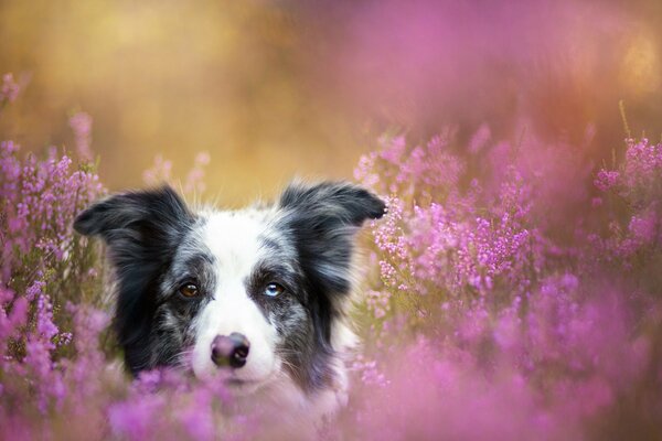 A dog with different eyes in pink wildflowers