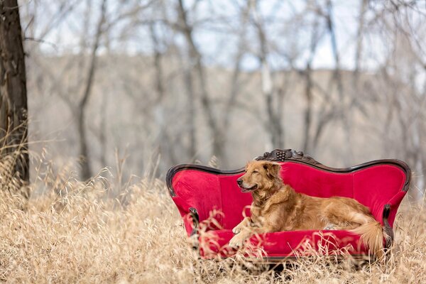 Golden retriever is lying on a beautiful sofa in nature