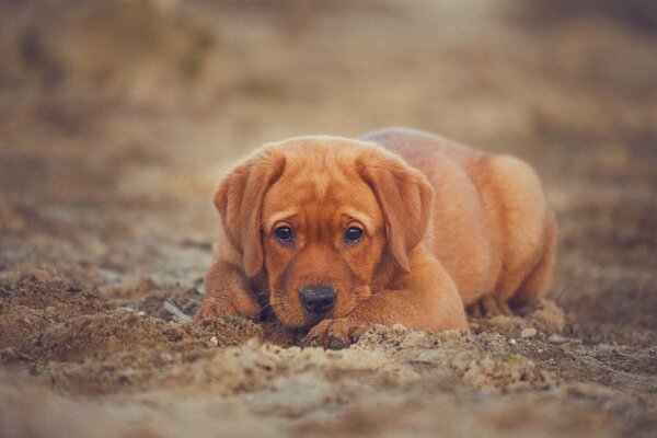 Un chiot Labrador Retriever en rêverie