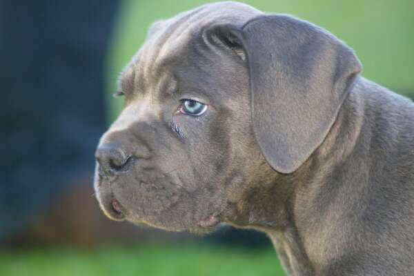 Cane corso smoky puppy with blue eyes