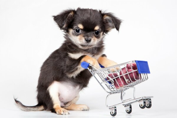 A puppy on a white background with a cart