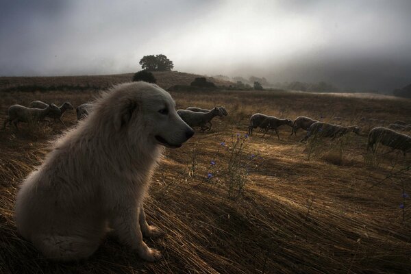 Chien et mouton dans la nuit