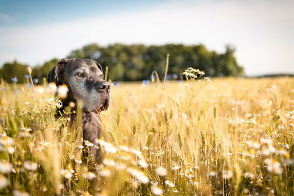 A calm dog is sitting in a field