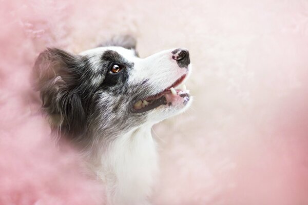 A dog s head in a pink fog