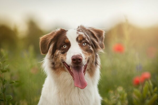 Cute doggy look and protruding tongue