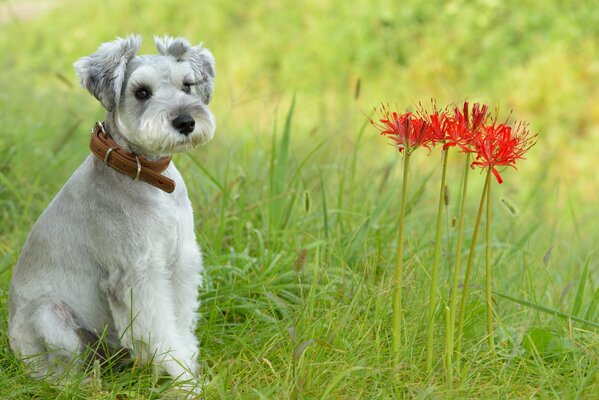 Милая собака на природе на фоне травы и цветов