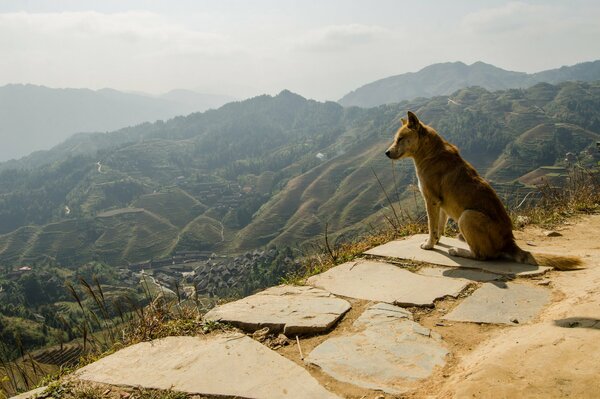 Панорамное фото, собака сидит и смотрит на горы