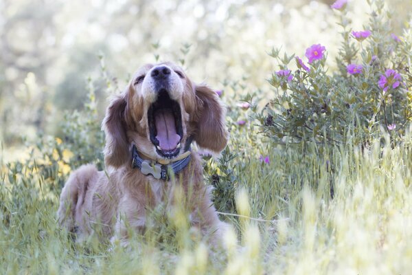 Dog yawns in nature in flowers