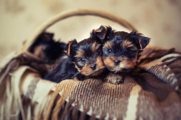 Petits chiots sur une couverture dans un panier