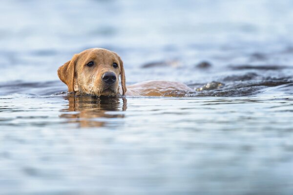 Chien avec de bons yeux nage dans la rivière