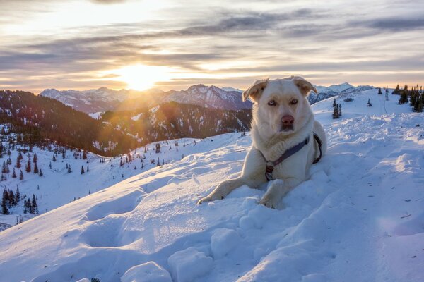 Ein Hund vor dem Hintergrund der schönen Landschaft der Berge