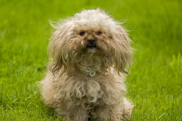 Cute curly-haired dog on the grass