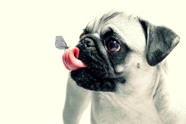 Mariposa en la lengua de un Pug. Cachorro sorprendido