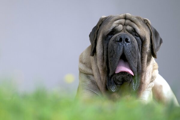 Mastiff anglais se trouve sur l herbe avec la bouche ouverte