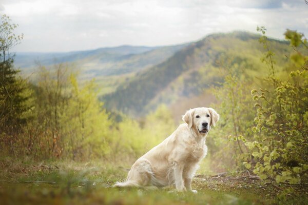 Weißer Hund auf Natur Hintergrund