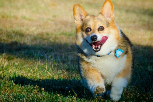 Welsh Corgi laufender Hund