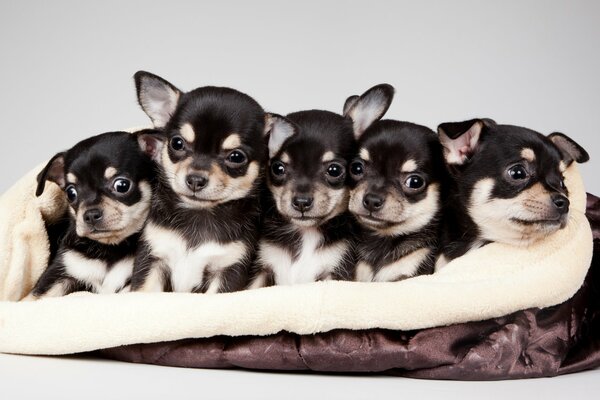 Quintette de mignons petits chiots Chihuahua