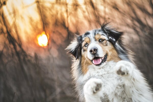 Flauschiger Hund vor dem Hintergrund der untergehenden Sonne