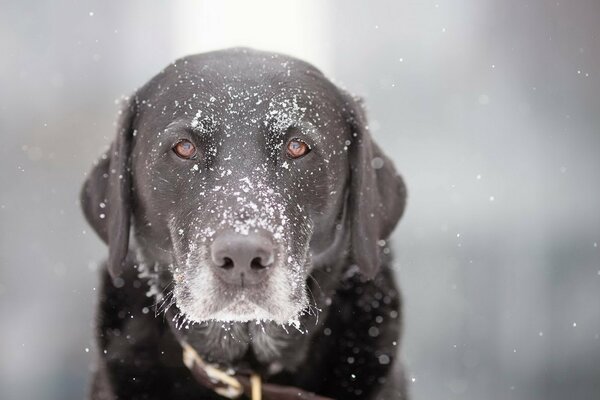 Ein Hund in schneeweißen Schneeflocken. Ein hingebungsvoller Blick