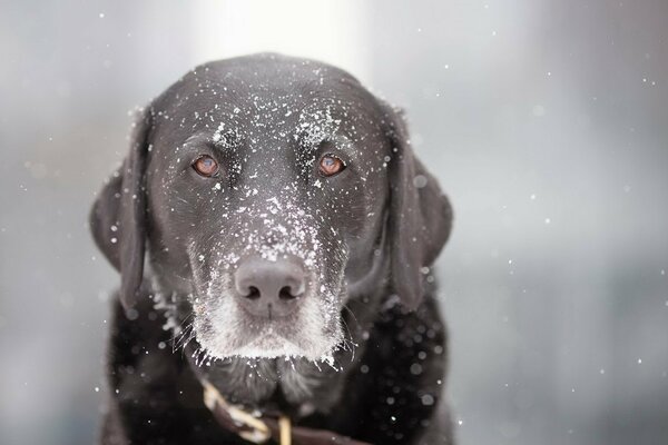 Cane in fiocchi di neve bianchi come la neve. Uno sguardo dedicato