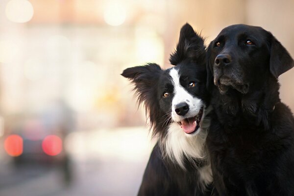 Amis de chien dans la rue de la ville