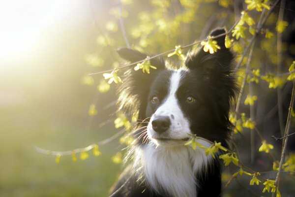 Beautiful dog and the sun