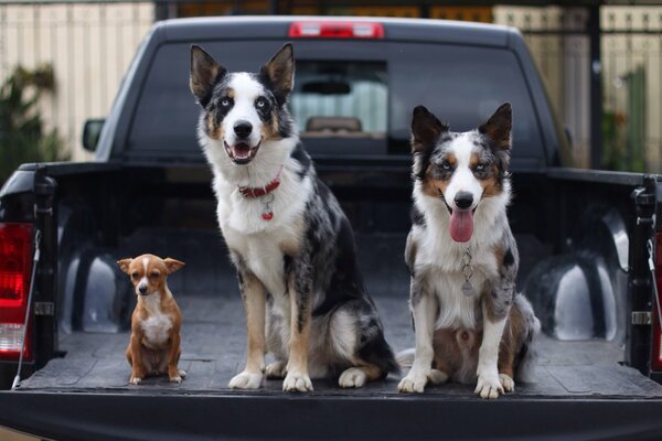 Three dogs in the trunk of a pickup truck