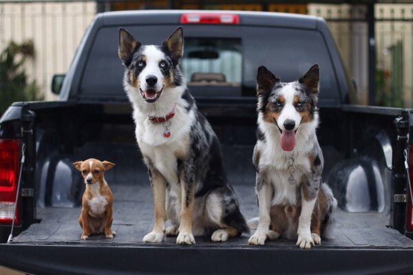 Tre cani nel bagagliaio di un camioncino