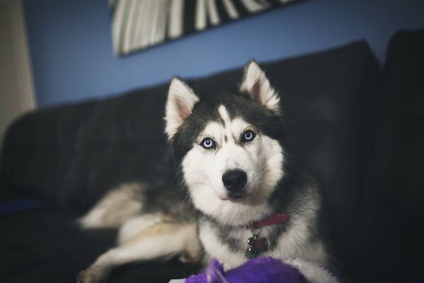 Shaggy Husky con una mirada interesante