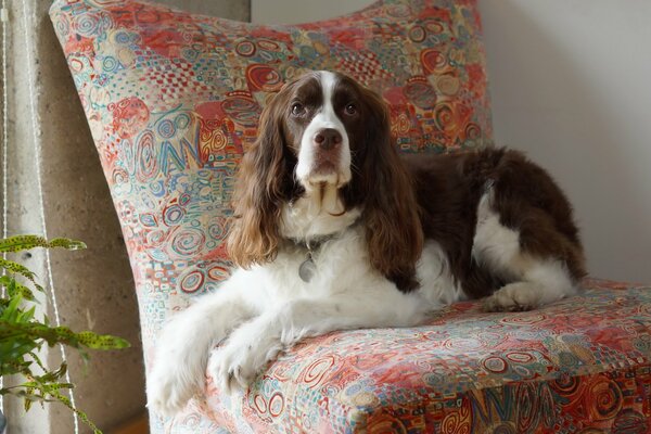 Der Hund liegt auf der Couch und schaut zu