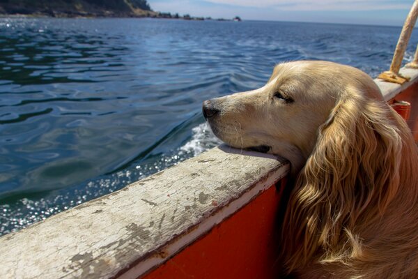 Traveling on a ship with a friend