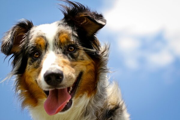 A dog looking into the frame against the sky