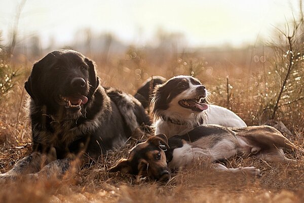 A pack of dogs resting on the lawn