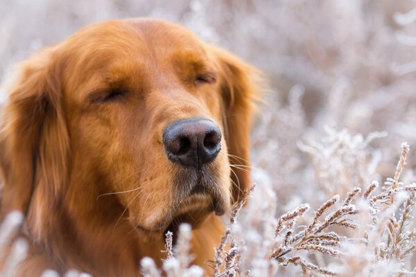Duży piękny zadumany pies zimą na zewnątrz