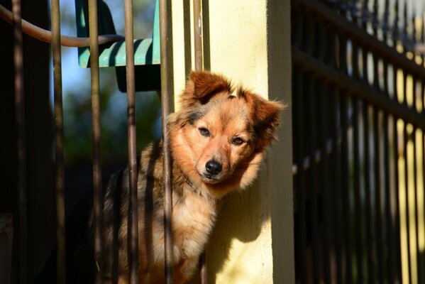 Chien furtivement à travers la clôture