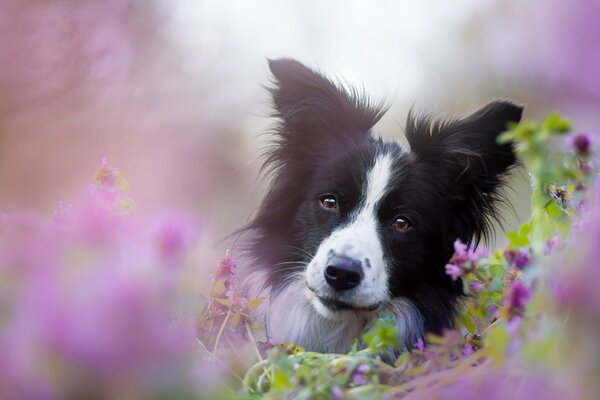 El perro de las flores. Hermosa mirada. Amigo del hombre