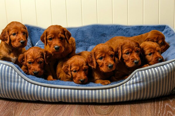 Petits chiots bruns sur une litière douce