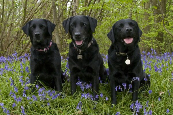 Labrador retrievers sur une promenade dans la forêt