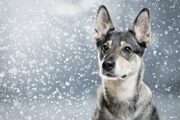 A wet nose in the snow of a gray puppy