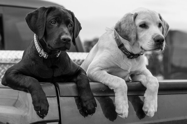 Labrador Retriever puppies put their paws on the body