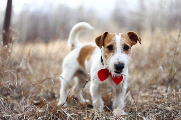 A small hunting dog with a red bow on its neck is standing on the field