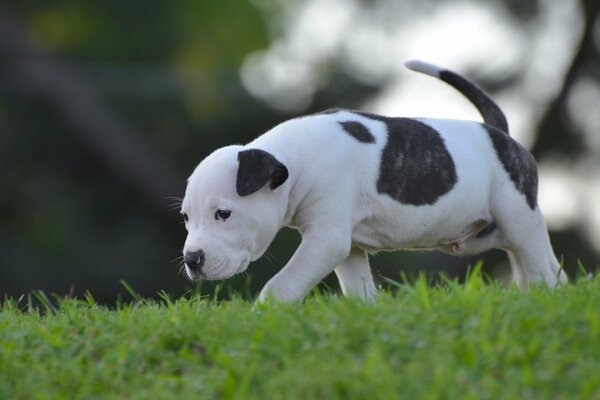 A puppy walks on the green grass