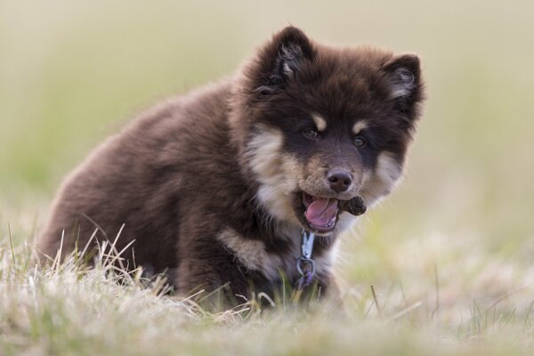 Cachorro peludo en la hierba seca