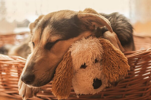 Ein Hund mit einem Stofftier in einem geflochtenen Korb